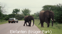 Elefanten (Krüger Park)