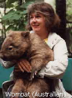 Wombat (Australien)