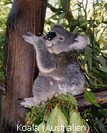 Koala (Australien)