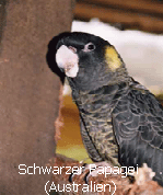 Schwarzer Papagei (Australien)