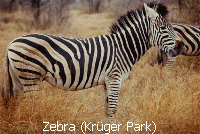 Zebra (Krüger Park)